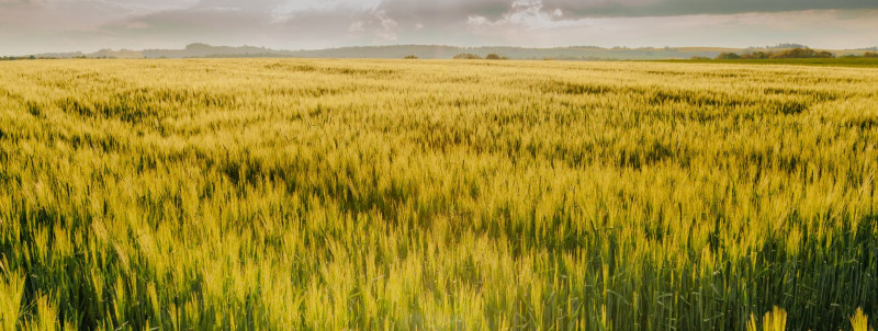 Mahepõllumajanduslike teraviljade kasvatamise eelised