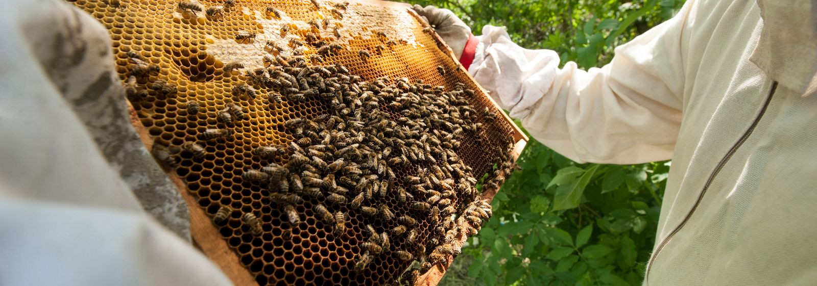 Kõikehõlmav lahendus: mesi tootmine, mesilatalu haldus ja usaldusväärne ...
