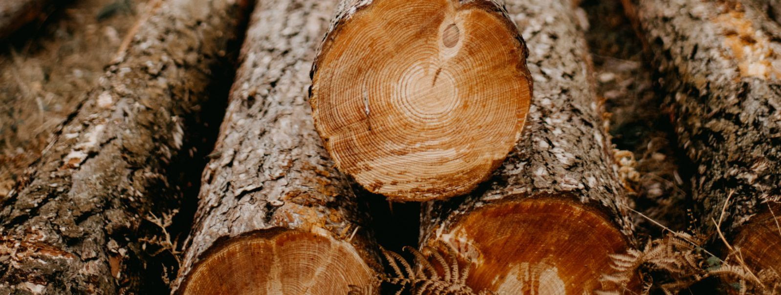 Mets on oluline loodusvara, mis pakub meile palju kasu. Metsad puhastavad õhku, hoiavad ära maa erodeerumist, pakuvad elupaika loomadele ja taimedele ning on ka