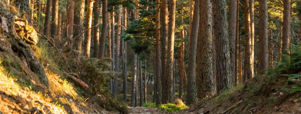 Metsad on üks meie planeedi kõige väärtuslikumaid loodusvarasid. Södra Metsad OÜ jagab seda veendumust ning on pühendunud vastutustundlikule metsamajandamisele,