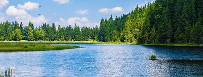 Metsade hindamine ja eksperthinnangud – usaldusväärne otsustusbaas teie metsale  Pakkume erapooletut metsa hindamist ja eksperthinnanguid varude, vanuse ja puis