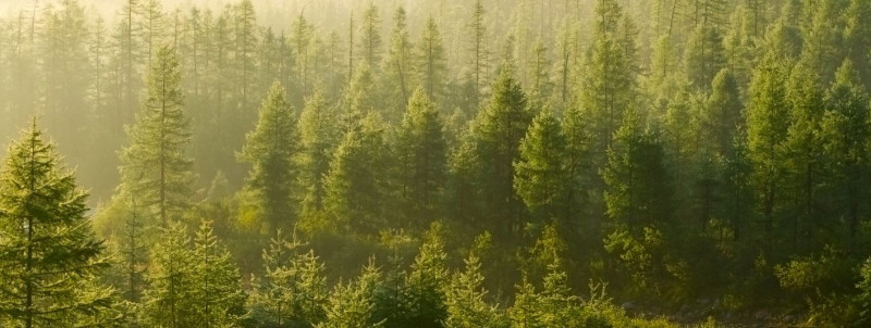 Metsade hooldamine - oluline samm metsa jätkusuutliku kasutamise tagamiseks