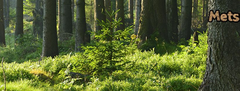 Eestis, kus metsad moodustavad olulise osa looduskeskkonnast ja ...