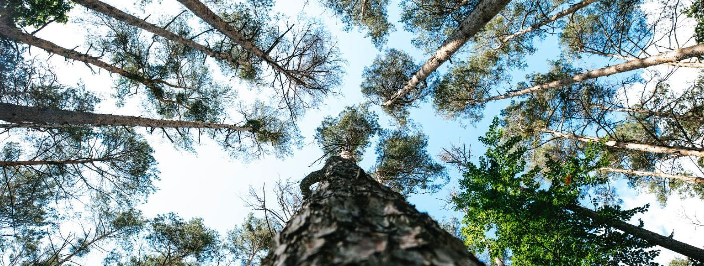 Metsad on oluline osa meie planeedi ökosüsteemidest ning neil on mitmeid olulisi funktsioone, sealhulgas süsiniku sidumine, vee säilitamine, loodusliku elurikku