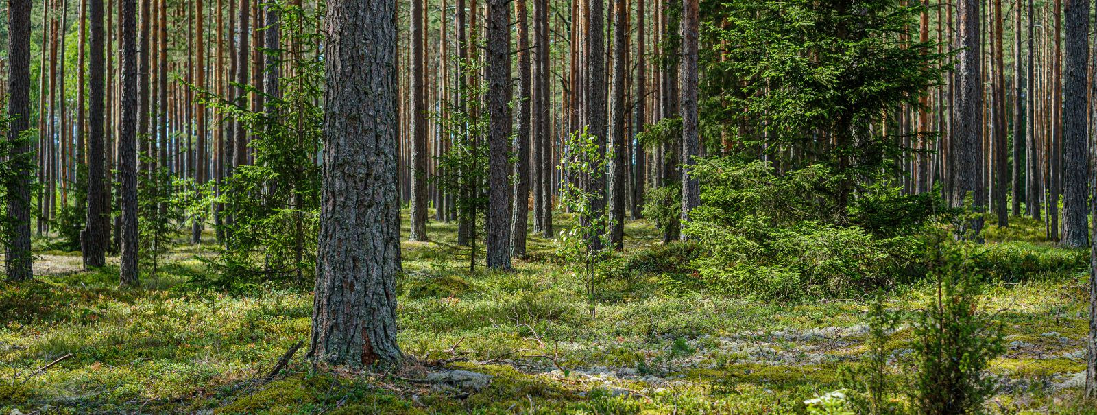 Metsakinnisvarasse investeerimine pakub ainulaadset majanduslike, keskkonnaalaste ja sotsiaalsete eeliste segu. Kuna maailm hindab üha enam jätkusuutlikkust ja 