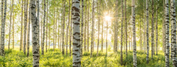 Metsakoosluse hindamine