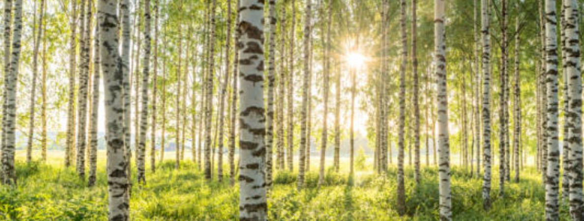 Metsakoosluse hindamine on oluline protsess, mis aitab määrata metsa ökoloogilist seisundit ja tervist ning määrata sobivad meetmed metsa hooldamiseks ja majand