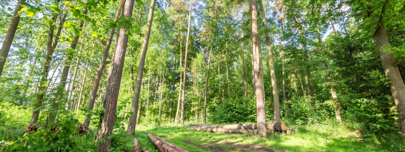 Metsalõikus: oluline tegevus jätkusuutlikus metsanduses