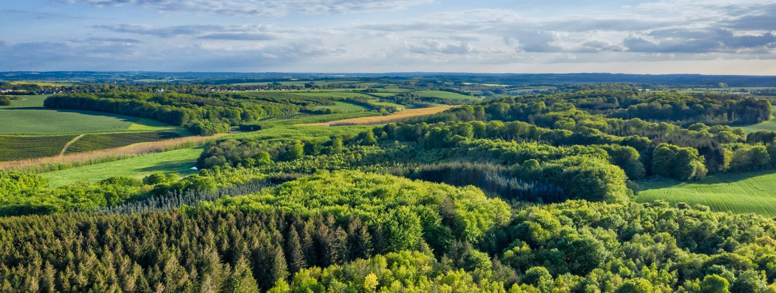 Metsamaa müük võib olla keeruline ja ajamahukas protsess, kuid ...