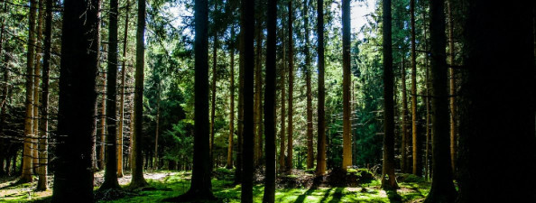 Metsamajandamiskava koostamine