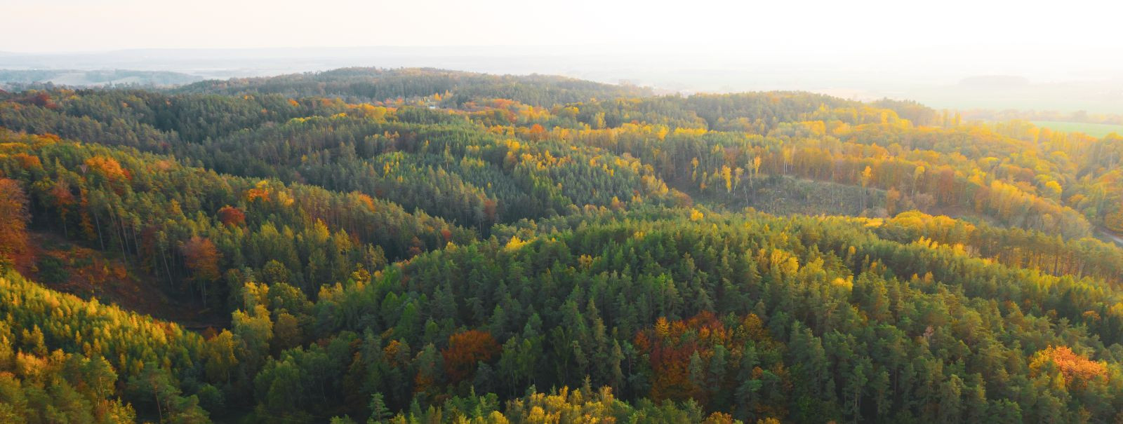 Timbernet OÜ on spetsialiseerunud metsamajandusele, pakkudes laia valikut teenuseid, mis aitavad metsaomanikel oma metsi tõhusalt ja jätkusuutlikult hallata. Me