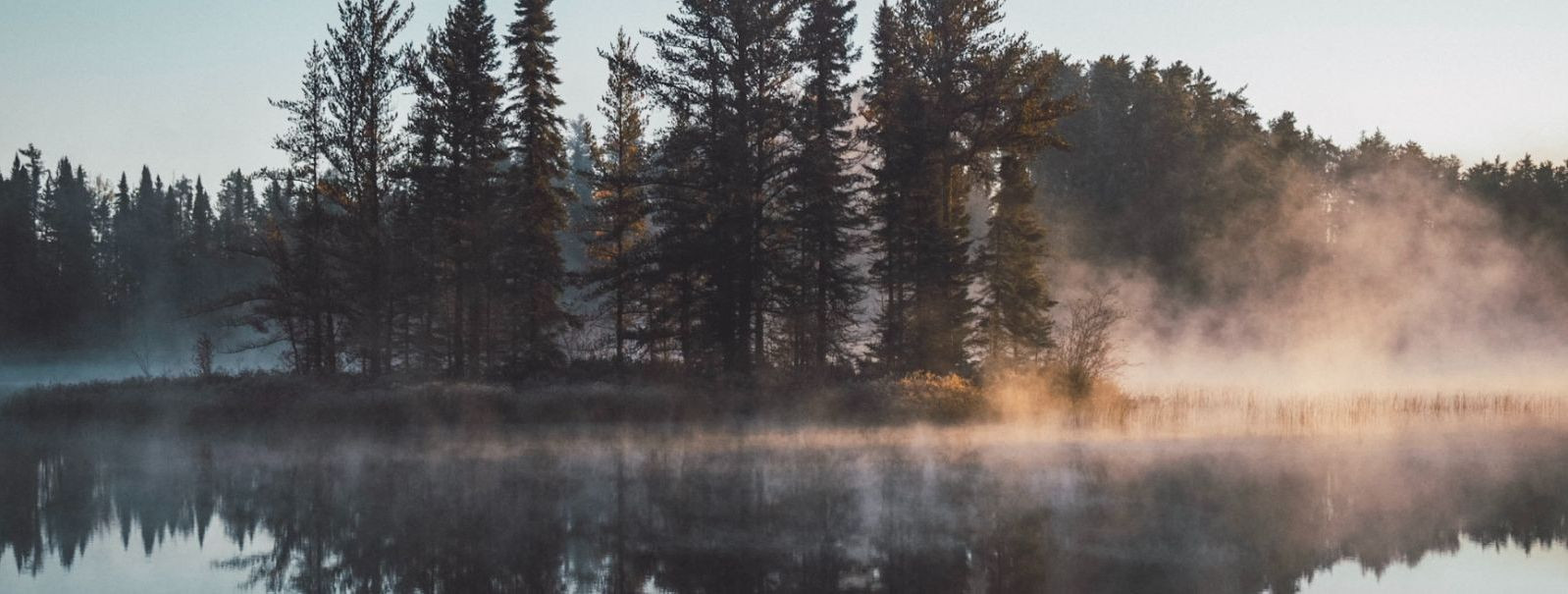 Metsad ei ole lihtsalt puude kogumid; need on keerulised ökosüsteemid, mis on koduks tohutule hulgale metsiku looduse liikidele. Nende ökosüsteemide tervis on l