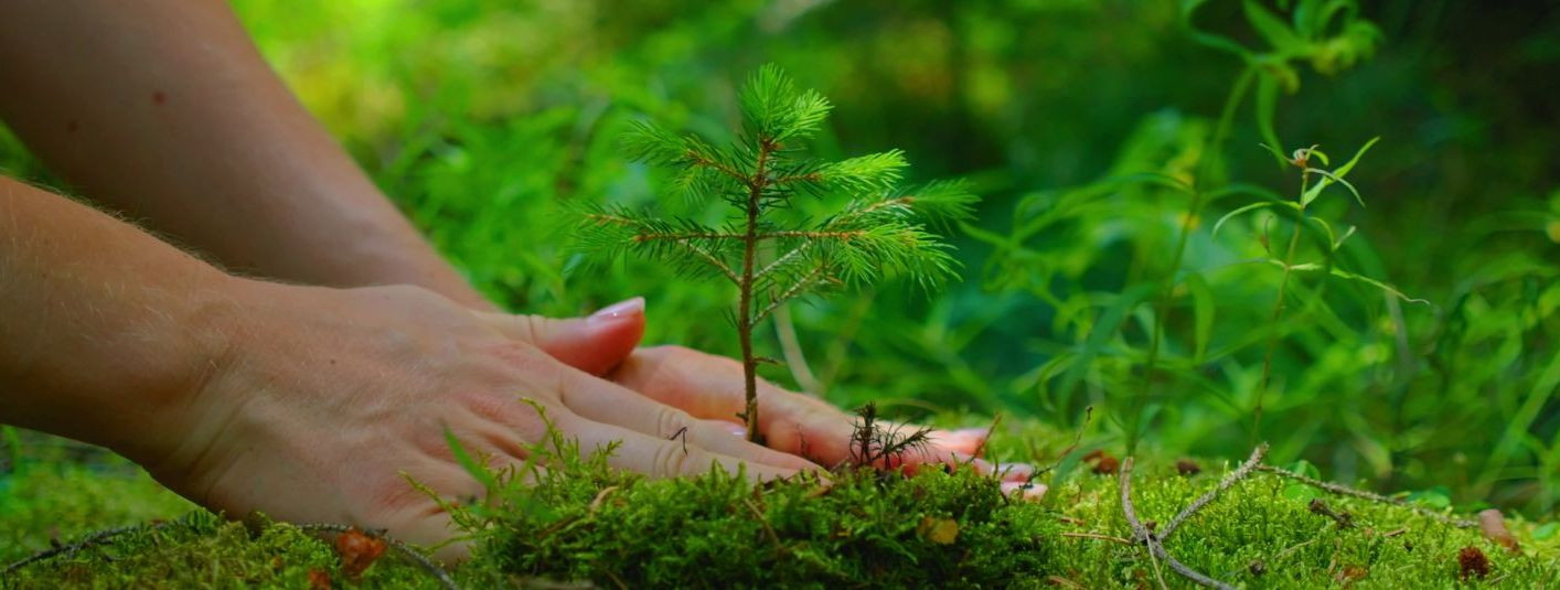Metsamajanduskavad on oluline osa metsamajandusest, mis võimaldab planeerida ja rakendada jätkusuutlikku metsakasutust tulevikus. Need kavad koostatakse hoolika