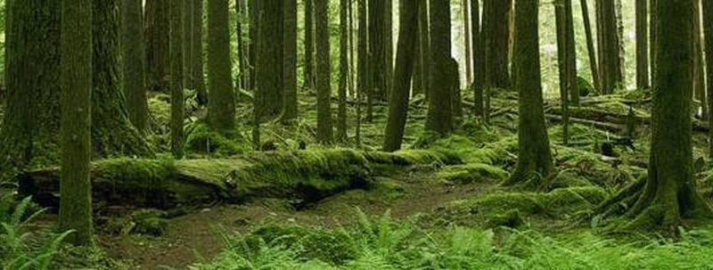 Kes me oleme ja mida pakume  Pakume metsandusalast juriidilist nõustamist erametsaomanikele ja ettevõtetele Ülenurmelt Tartumaal. Teenus hõlmab katastriküsimusi