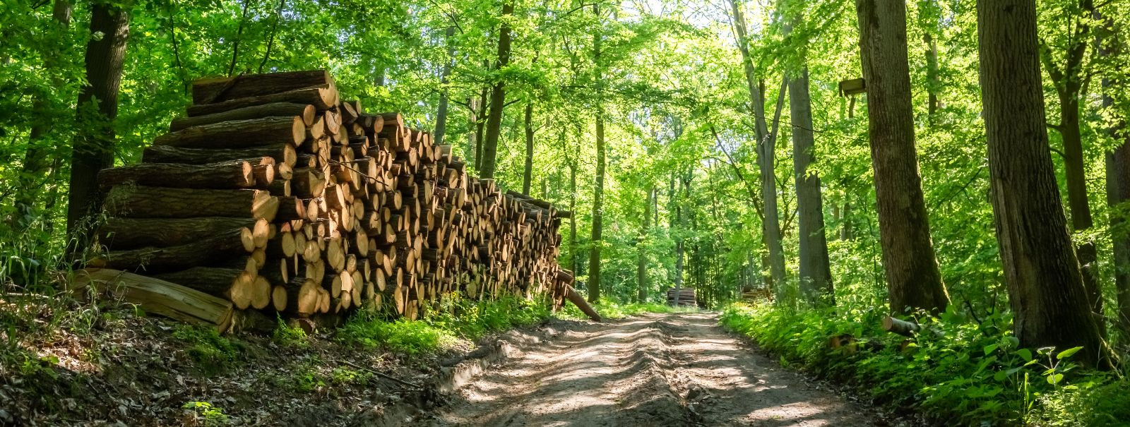 Metsaõigused viitavad seaduslikele lubadele või litsentsidele, mis võimaldavad üksikisikutel või ettevõtetel teatud maa-alalt puitu raiuda. Neid õigusi saab müü