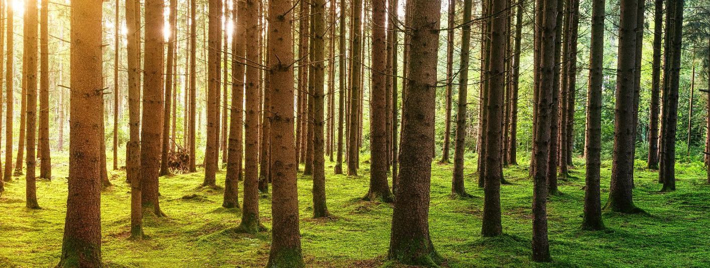 Metsakorraldus on metsanduse valdkonnas oluline mõiste, mis hõlmab endas mitmeid tegevusi ja põhimõtteid, mille eesmärk on tagada metsa säästlik ja jätkusuutlik