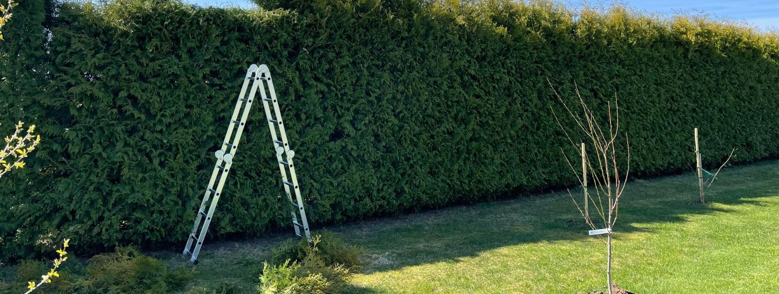Hedge trimming is not just about maintaining a neat appearance; it's a crucial practice for the health and vitality of your garden's greenery. Regular trimming 