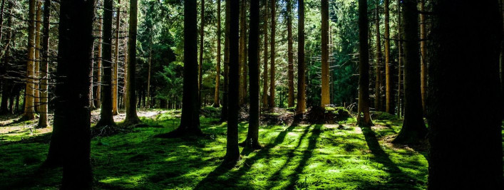 Miks tasub investeerida noorendike hooldusse oma metsas?