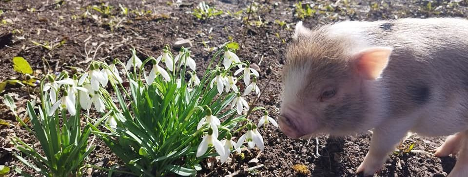 Kui otsite midagi erilist oma järgmiseks sündmuseks või soovite lihtsalt tuua koduõuele värsket ja ainulaadset kogemust, on  TALUÕU RATASTEL OÜ  ideaalne valik.