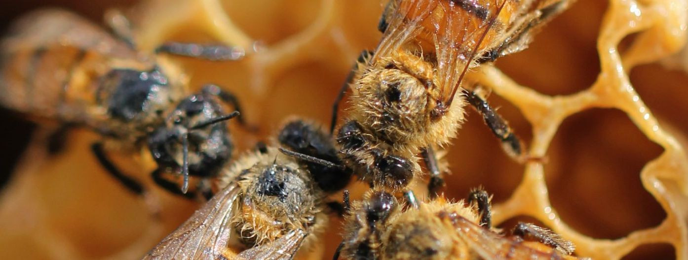 Mesi on üks vanimaid teadaolevaid toiduaineid, mis on olnud inimese toidulauas juba sajandeid. Lisaks oma magusa maitsele on mesi ka tuntud oma mitmete tervisel