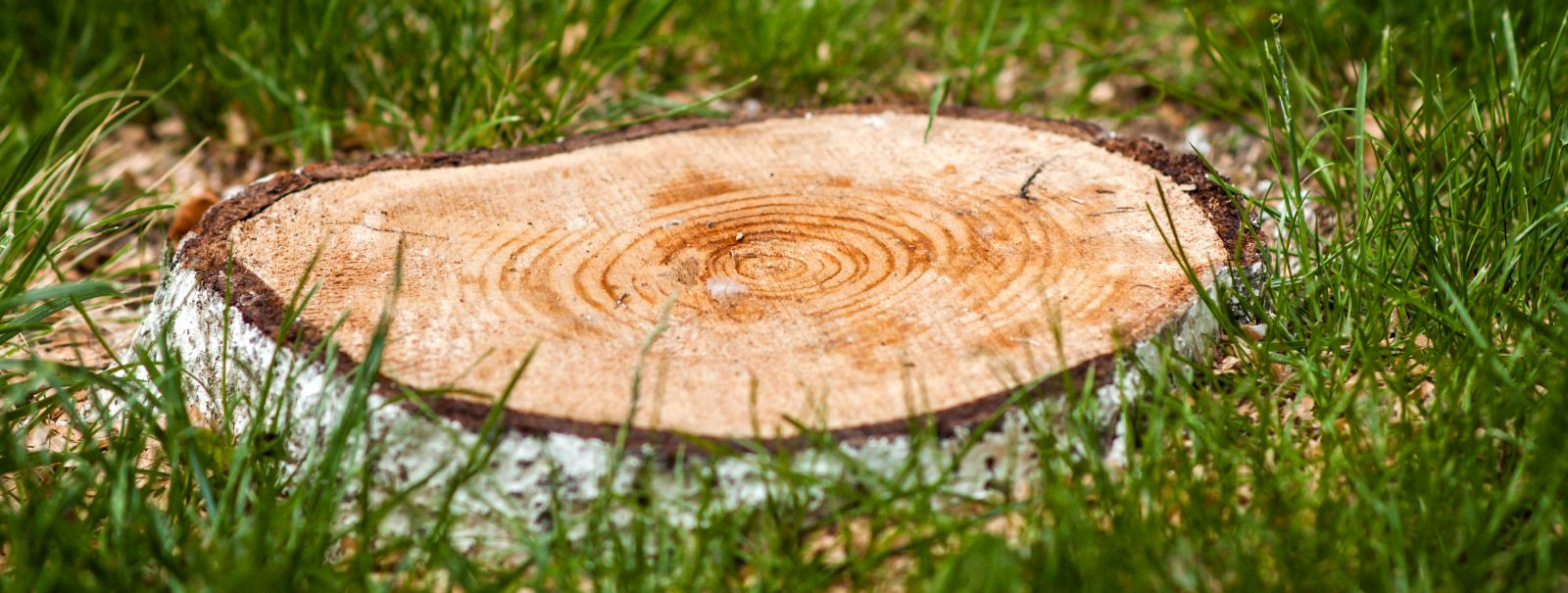 Stump grinding is a specialized process that involves the removal of tree stumps by mechanically grinding and chipping the wood into small chips. This method is