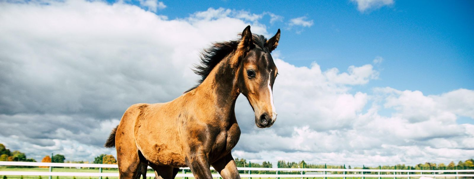 GRAMINA STUD OÜ stands at the forefront of equine excellence in Estonia, offering an unparalleled experience in full horse care. Our commitment to quality, perf