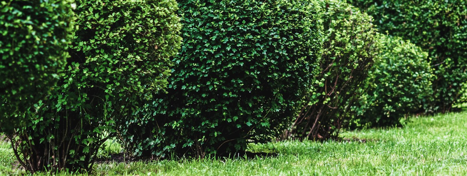 Hedge shaping is more than just a gardening task; it's a form of living sculpture that requires a blend of horticultural knowledge and artistic vision. Expert h