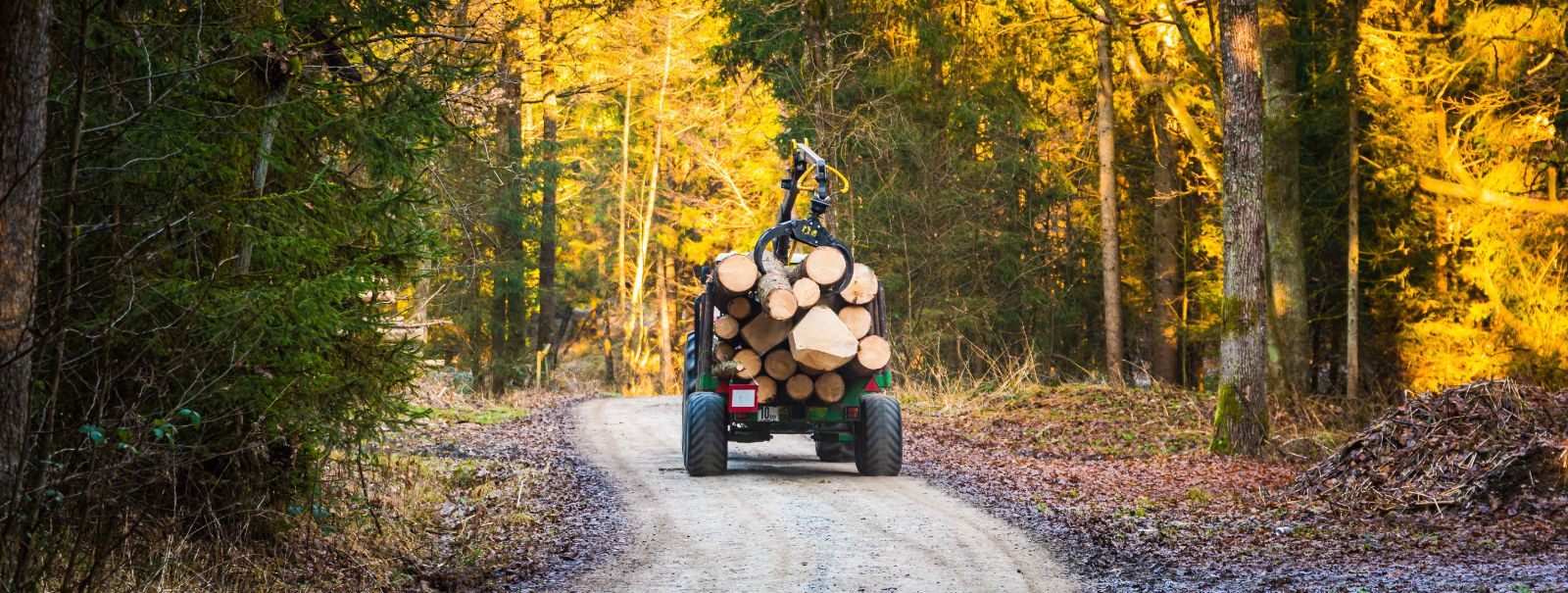 Tõhus metsahaldus on metsaökosüsteemide tervise ja tootlikkuse ...