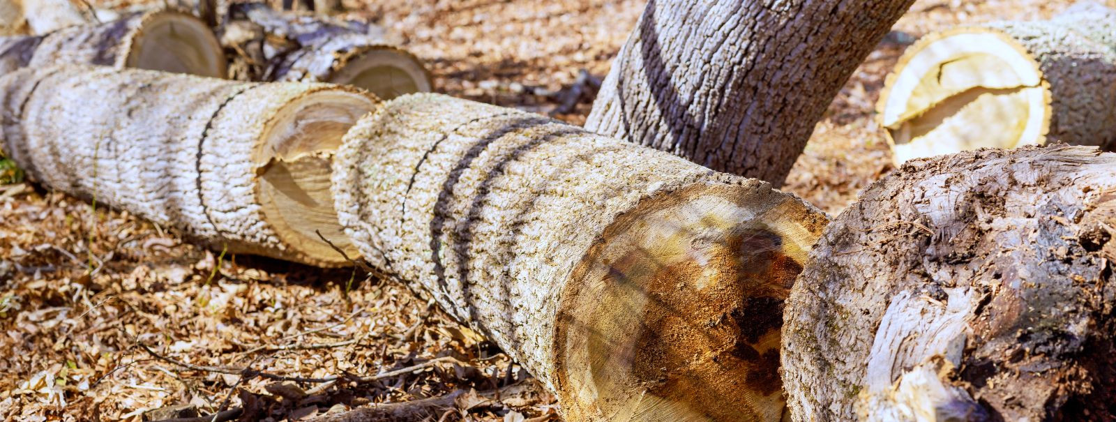 Puuvõrade kujundamine on arboristika oluline aspekt, mis hõlmab puu ülemiste okste ja lehestiku hoolikat kujundamist ja haldamist. See praktika aitab kaasa mitt