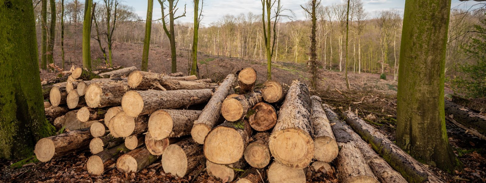 Jätkusuutlik metsandus on majandamisfilosoofia, mis tasakaalustab majanduslikke, sotsiaalseid ja keskkonnaalaseid vajadusi praeguste ja tulevaste põlvkondade ja