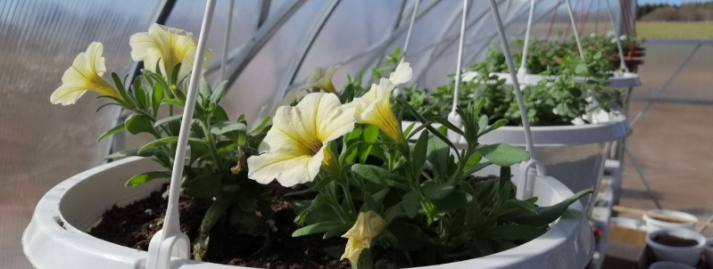 Millised on parimad suvised lilled, mis teie aeda rõõmsamaks muudavad?