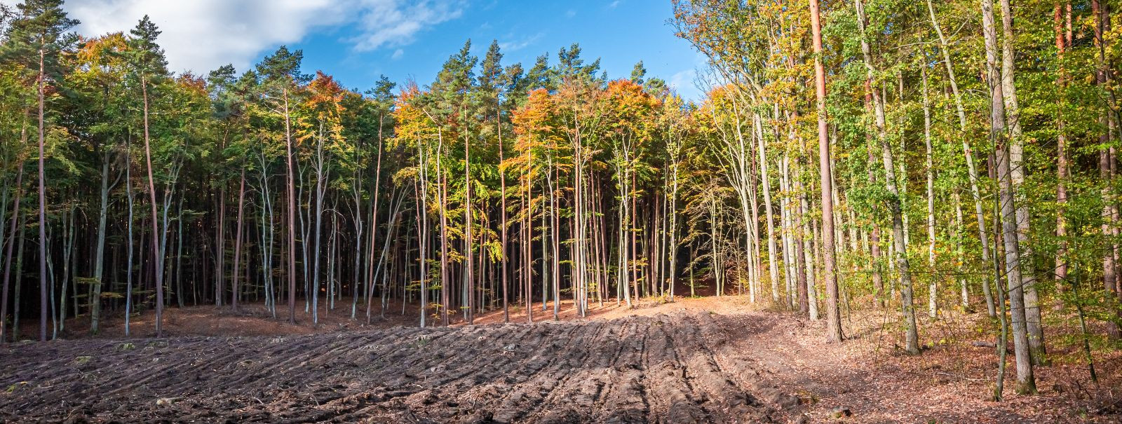Jätkusuutlik metsandus on majandamise eetos, mis tasakaalustab ...
