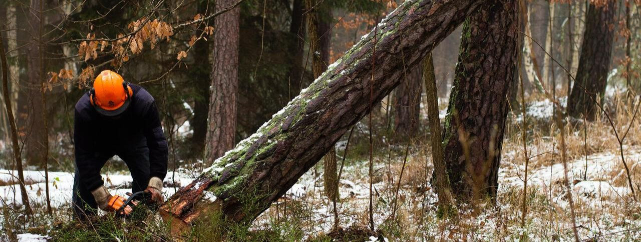 Puud on meie keskkonnale hindamatud varad, pakkudes eeliseid nagu õhu puhastamine, elupaik metsloomadele ja meie maastike esteetilise veetluse suurendamine. Sam