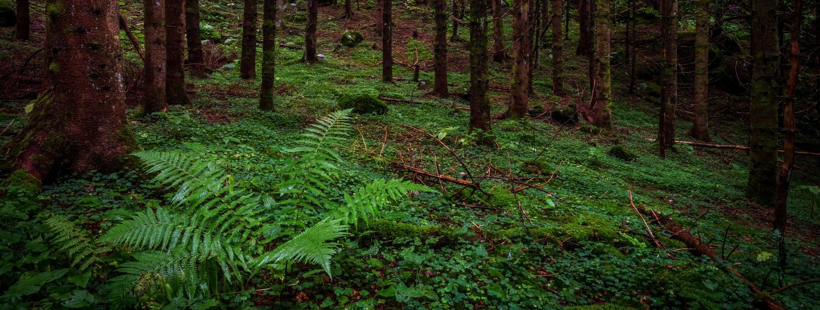 Jätkusuutlik metsandus on metsaressursside majandamise viis, ...