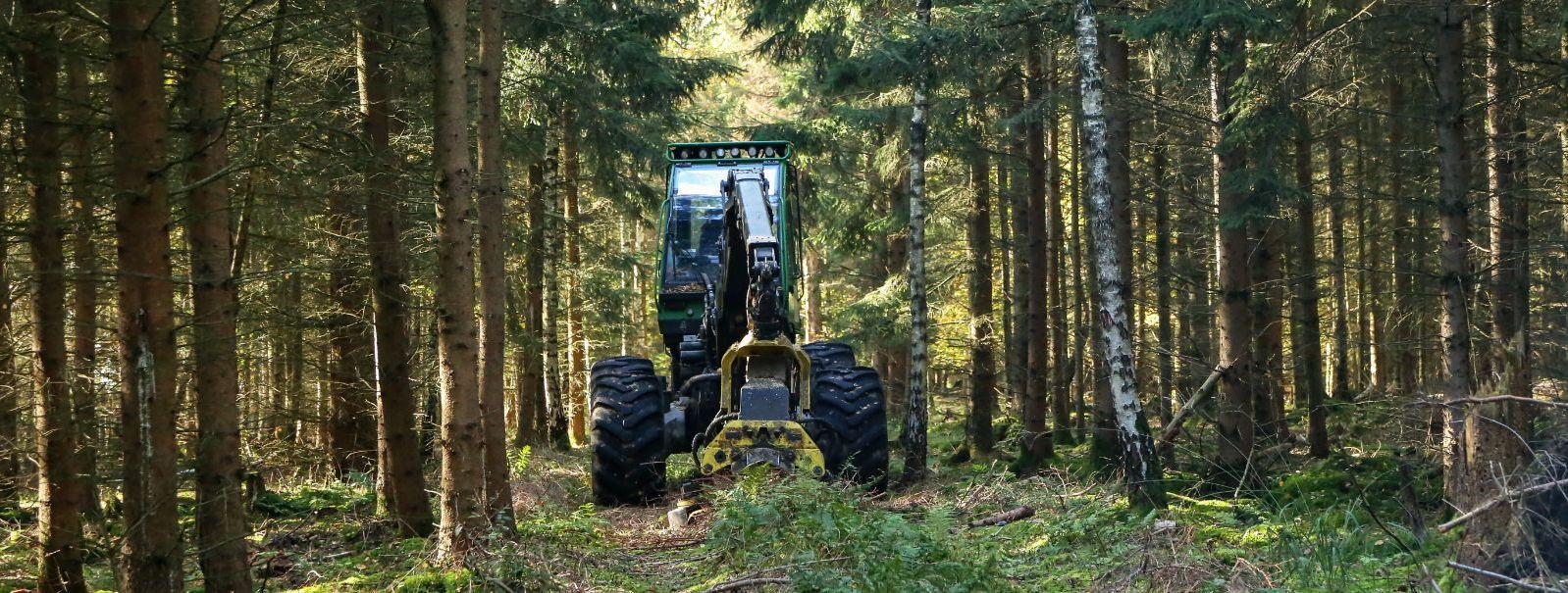 Jätkusuutlik metsandus on majandamisfilosoofia, mis tasakaalustab praeguste ja tulevaste põlvkondade majanduslikke, sotsiaalseid ja keskkonnaalaseid vajadusi. S