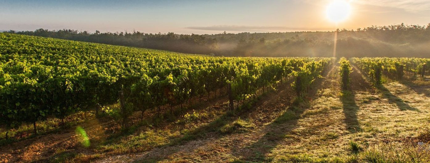 Eesti jahedas ja lühikese kasvuperioodiga kliimas võib viinamarjade kasvatamine olla väljakutsuv, kuid mitmete külmakindlate sortide tõttu on see siiski võimali