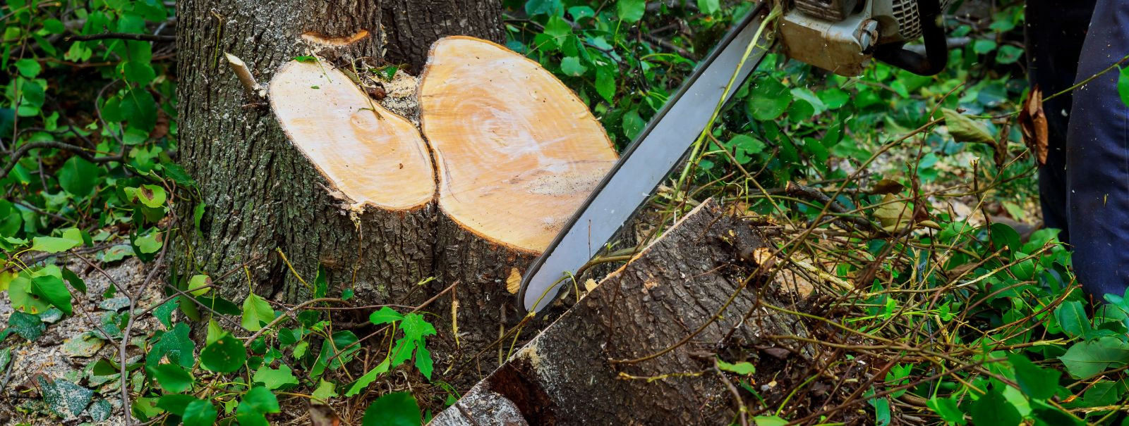 Ohtlike puude lõikamine on aiatööd, mida ei tohiks kunagi alahinnata. Kuigi puude lõikamine võib tunduda lihtsa ülesandena, toob see endaga kaasa mitmeid ohte,