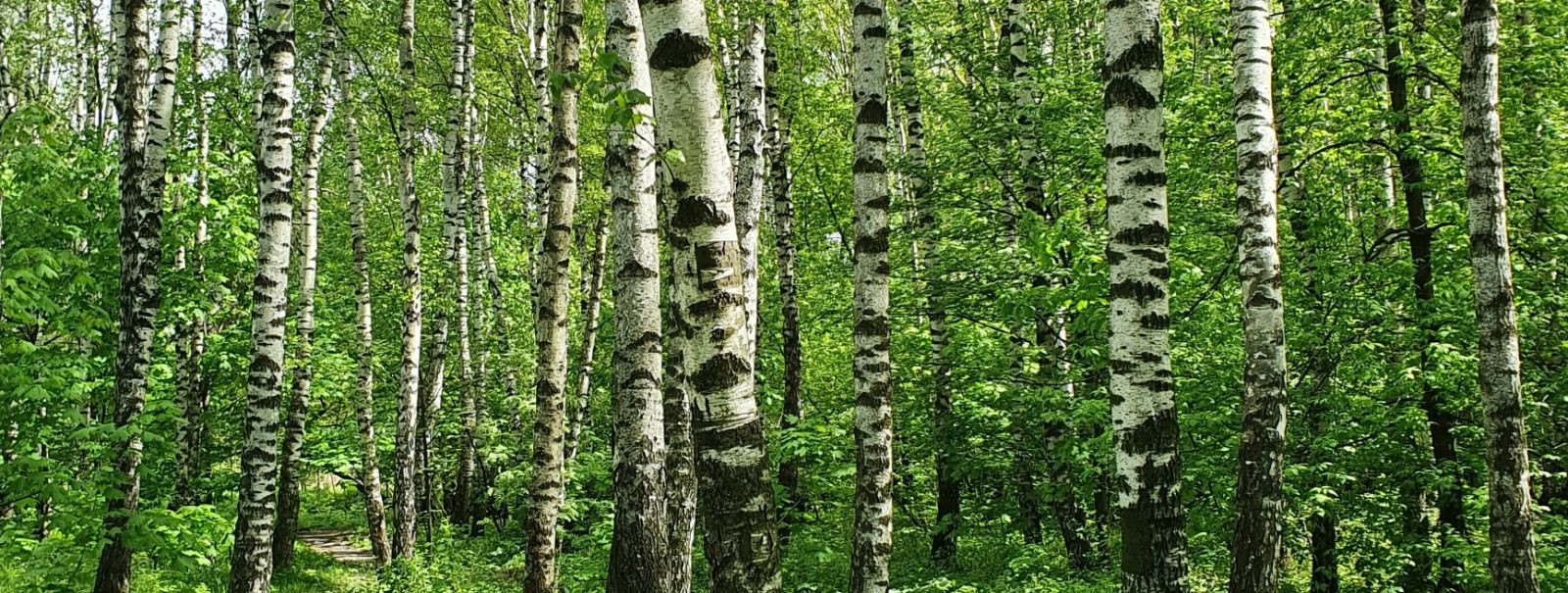 Metsamajandus on kriitilise tähtsusega metsamaa tervise ja tootlikkuse ...