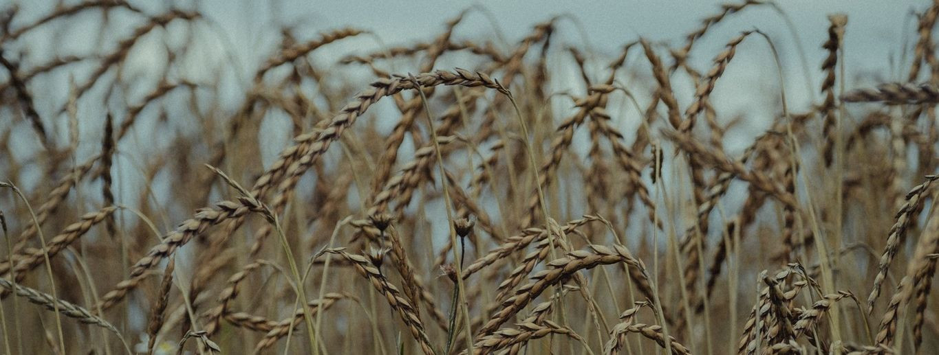 Orgaanilised täisterajahud on saadud teradest, mida kasvatatakse ilma sünteetiliste pestitsiidide, väetiste või geneetiliselt muundatud organismideta (GMO-d). N
