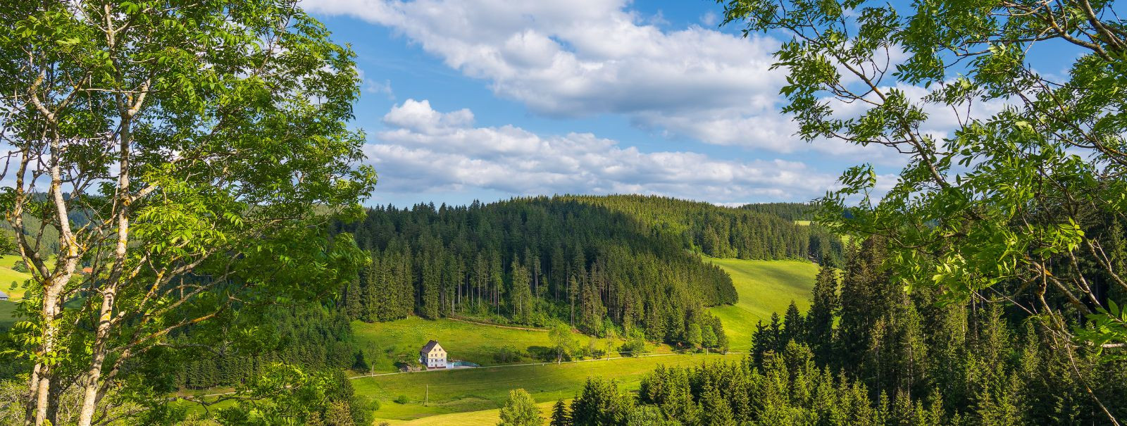 Timbernet OÜ on spetsialiseerunud metsamajandusele ja pakub laia ...