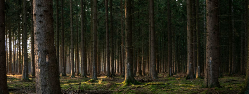 SOMROCK OÜ tegevusaruanne 2024