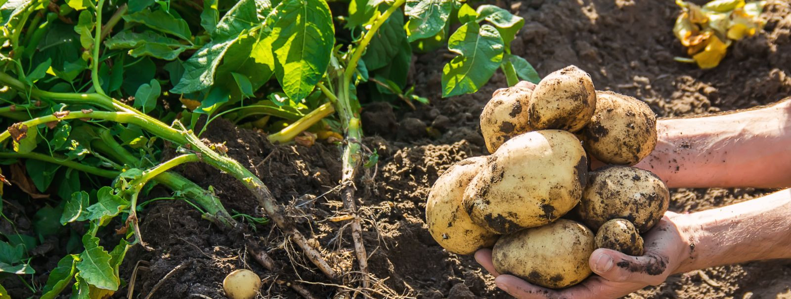 Lühiülevaade 2000. aastal asutasid 16 Eesti erinevatest piirkondadest pärit kartulikasvatajat Tulundusühistu Talukartul, et ühiselt pakendada ja turustada.  TÜ 
