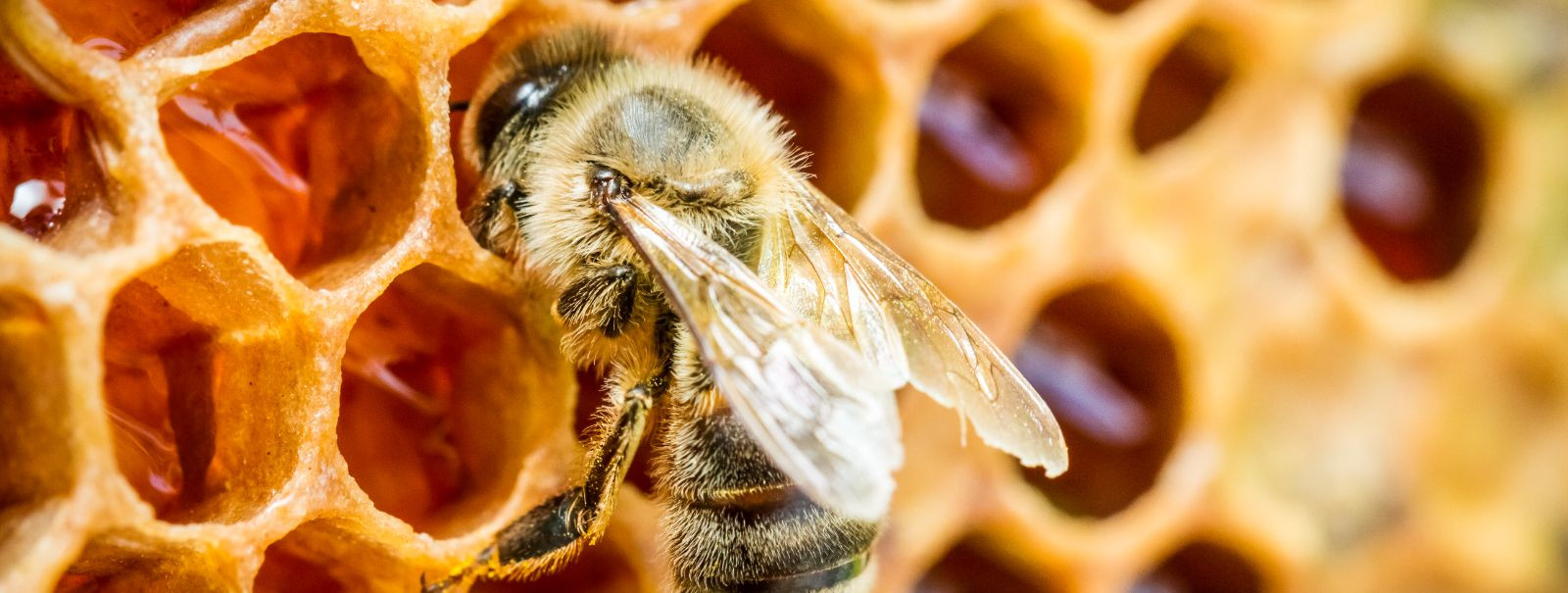 Propolis on vaigutaoline aine, mida mesilased koguvad puupungadelt, mahla vooludest või muudest botaanilistest allikatest. Mesilased kasutavad seda soovimatute 