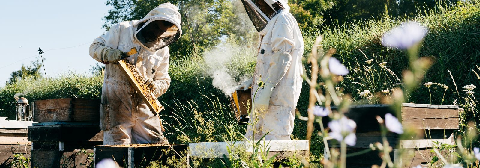 Professionaalne mesilatalu haldus  ühendab regulaarsed mesilaspesade kontrollid, sihipärase mesilaste tervishoiu ja kvaliteetse mesila varustuse, et tõsta tarud