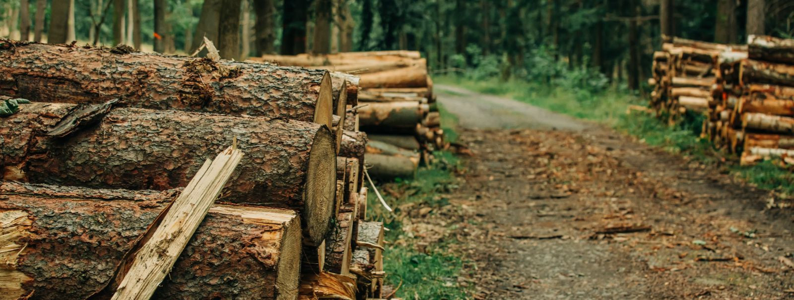 Raieõigused on juriidilised load, mis antakse isikule või organisatsioonile puidu raiumiseks kindlal maatükil. Neid õigusi on võimalik omandada erinevatel viisi