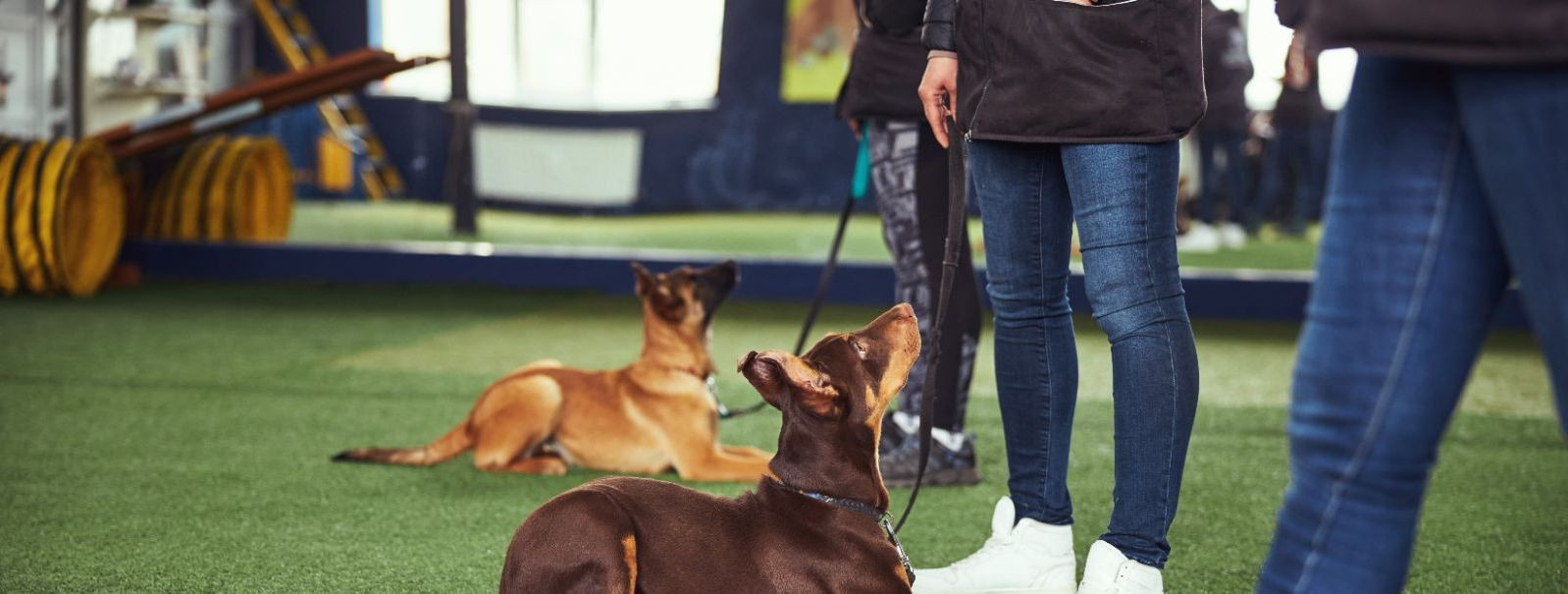 Positive reinforcement is a cornerstone of modern dog training, rooted in the idea that rewarding desired behaviors increases the likelihood of these behaviors 