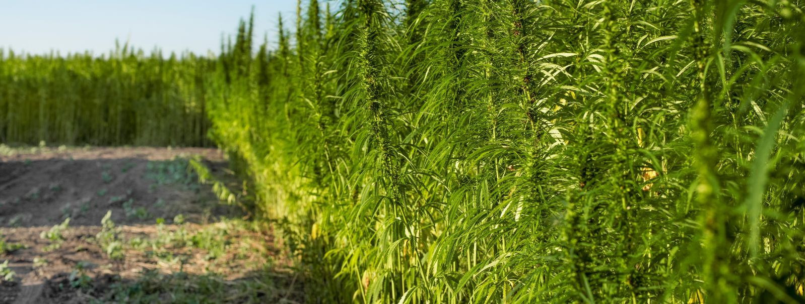 Hemp, a plant with a rich history spanning thousands of years, now stands at the forefront of a health and sustainability revolution. While CBD has garnered sig