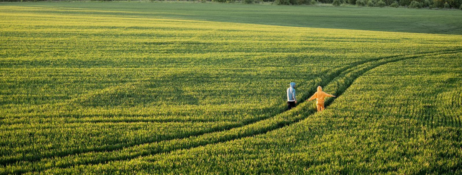Õlikultuurid on teatud taimede seemned, mida hinnatakse nende ...