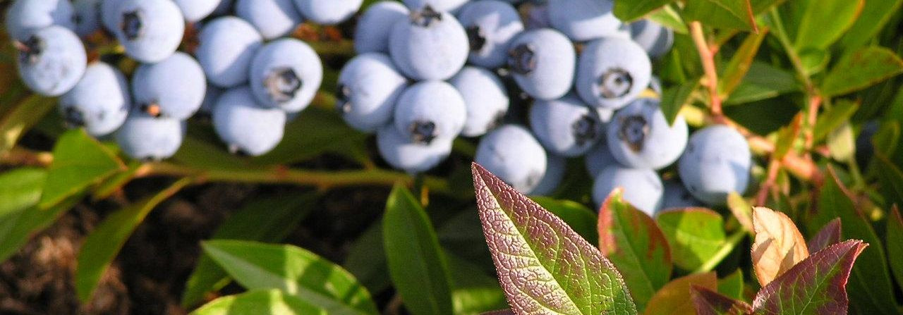 Our farm is a community-focused berry grower who grows blueberries and cranberries and works to ensure that fresh harvests and small products are easily accessi