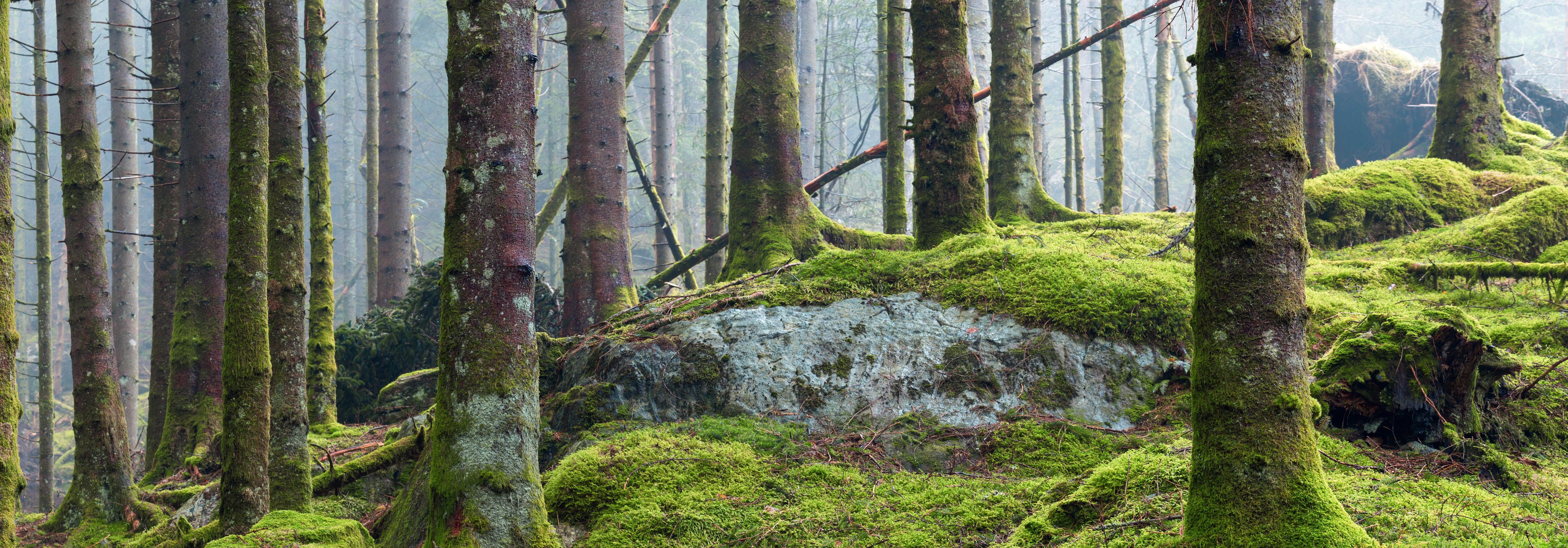 Metsamaad on unikaalsed varad, mis pakuvad nii majanduslikku kui ka ökoloogilist kasu. Nende kahe potentsiaali mõistmine on oluline nende väärtuse maksimeerimis